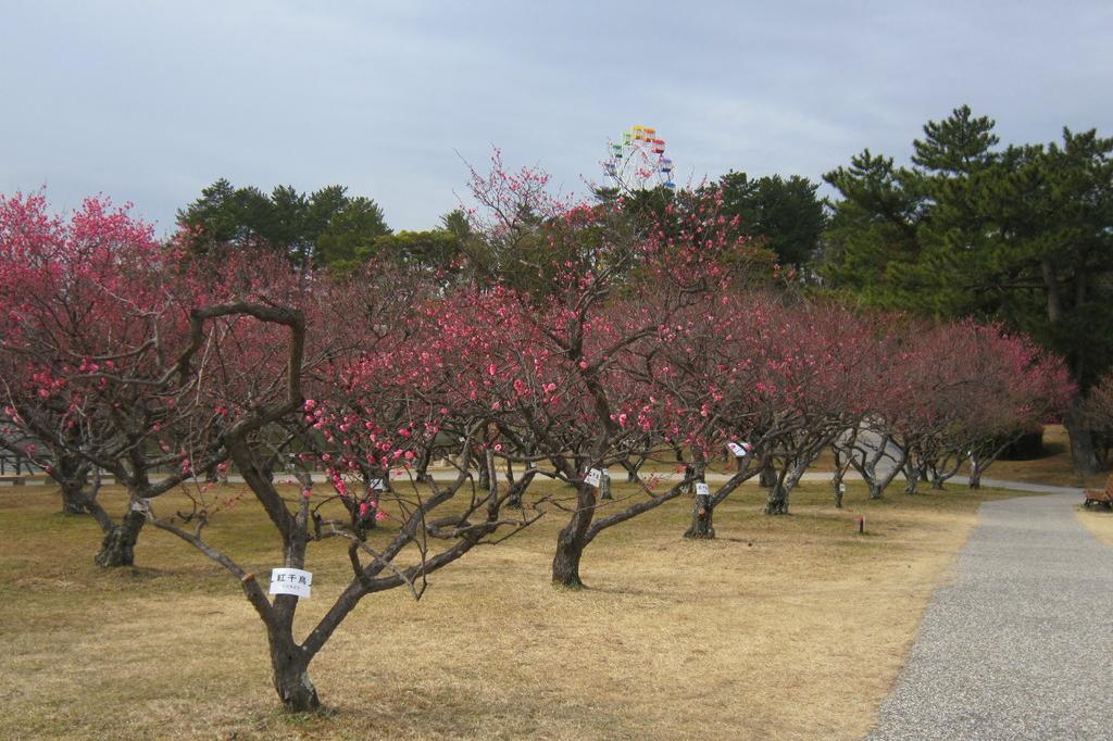 葵梅林（南公園内）