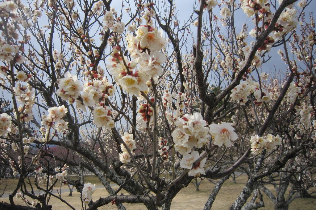 葵梅林（南公園内）