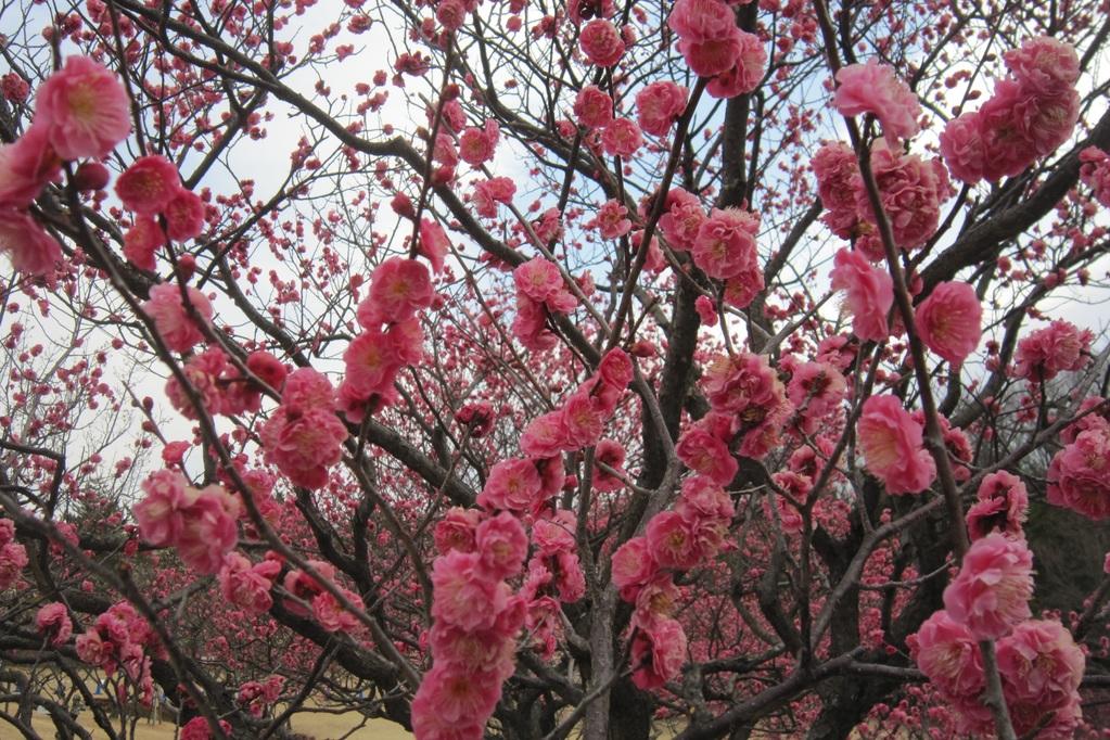 葵梅林（南公園内）