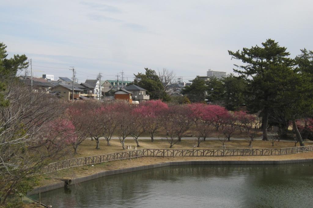 葵梅林（南公園内）