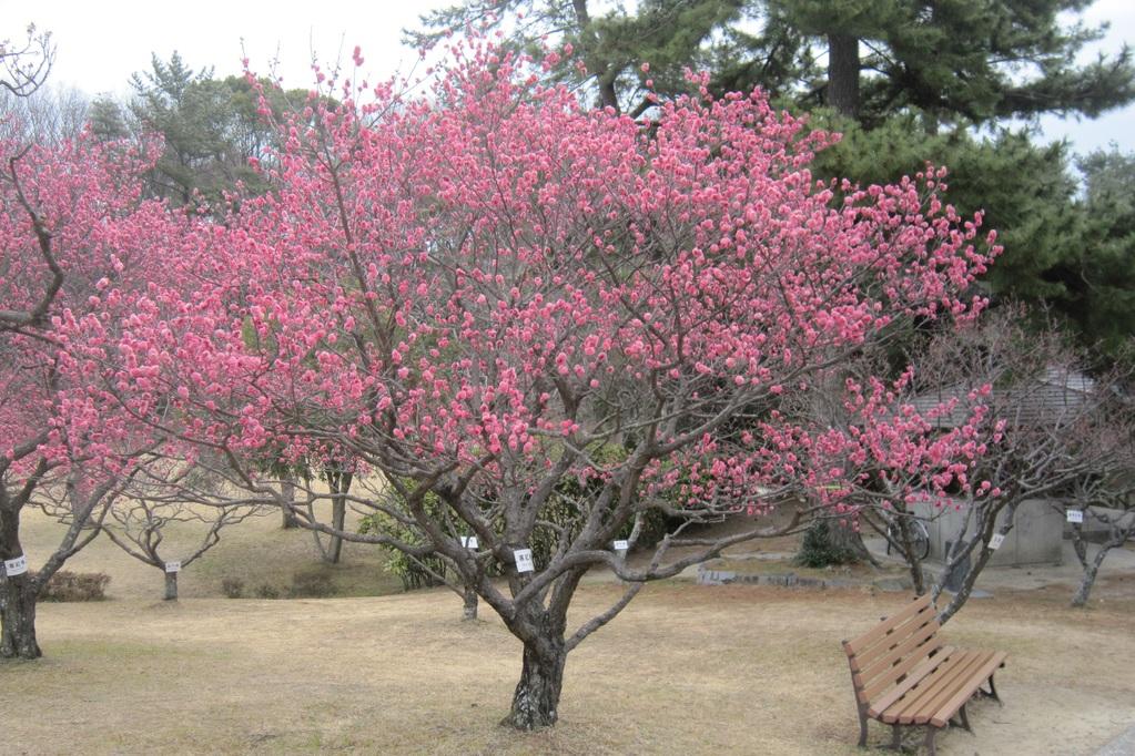 葵梅林（南公園内）