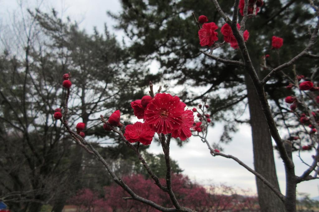 葵梅林（南公園内）