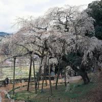 奥山田のしだれ桜