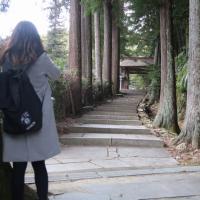 龍渓院・杉木立