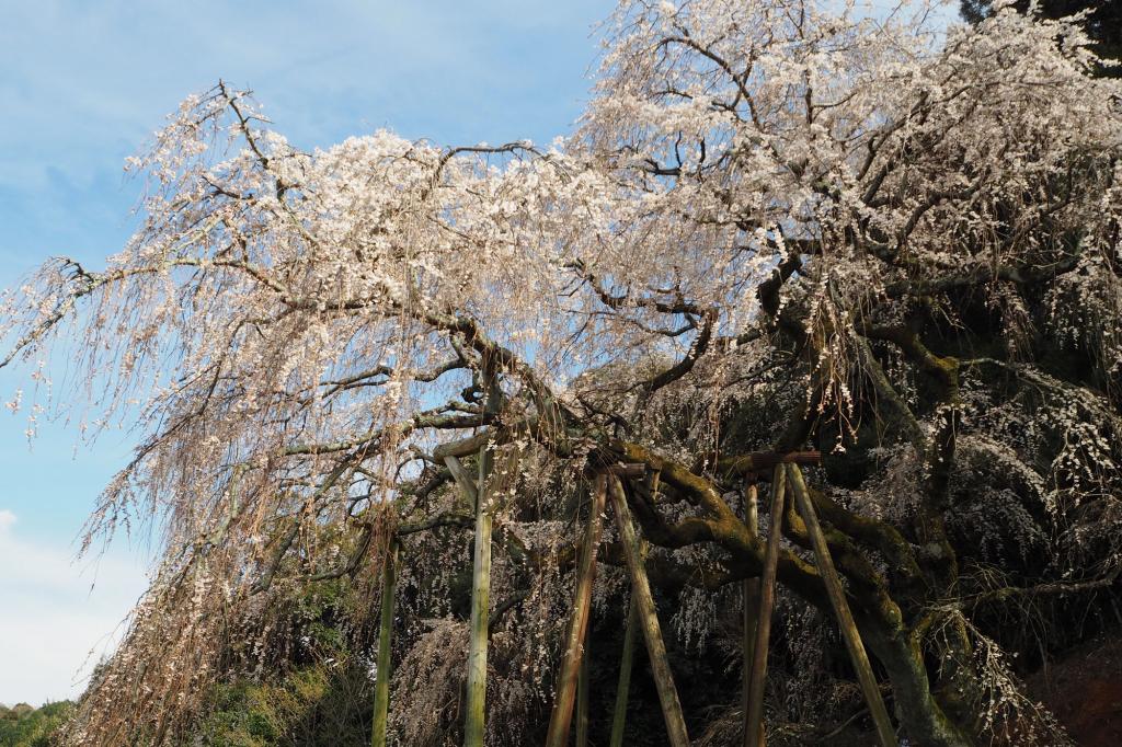 奥山田のしだれ桜