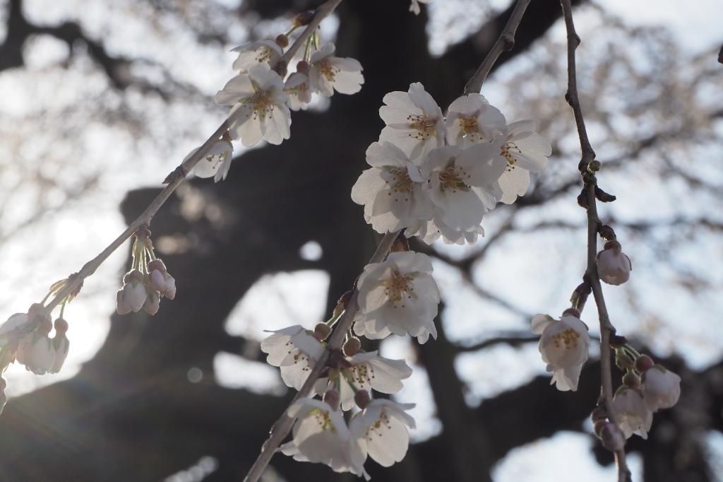 奥山田のしだれ桜