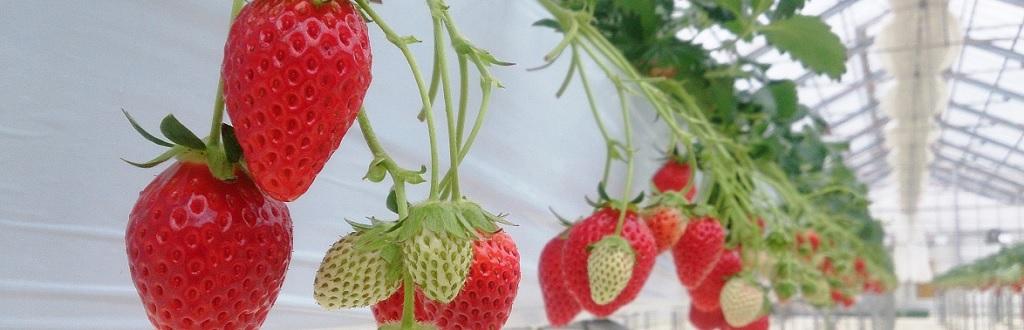 行きたいときに 行きたい人と 一日観光気分 岡崎といえば 八丁味噌 八丁味噌の郷といちご狩り食べ放題 岡崎おでかけツアーズコース紹介 特集 岡崎おでかけナビ 岡崎市観光協会公式サイト