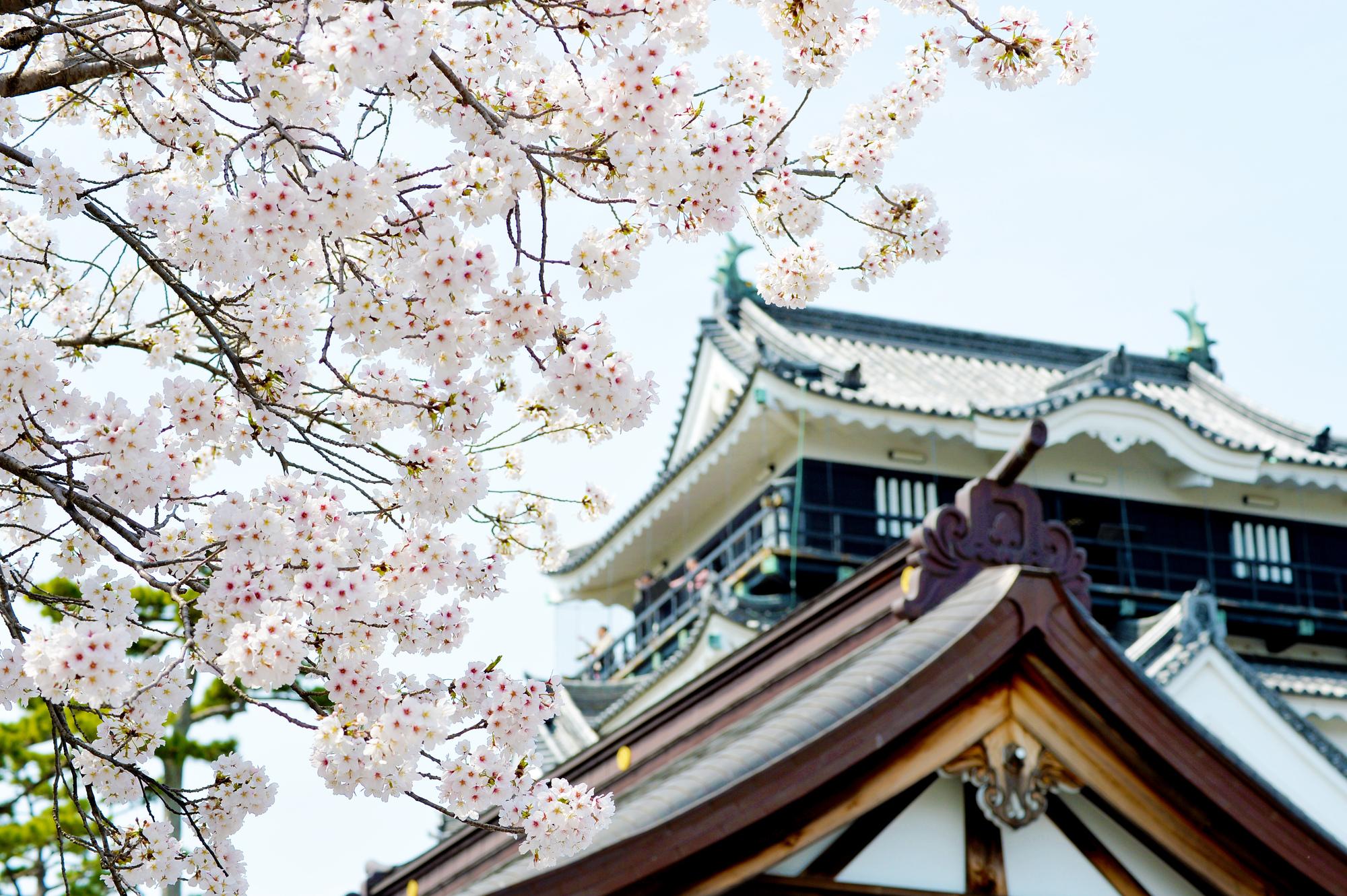 岡崎の桜まつり