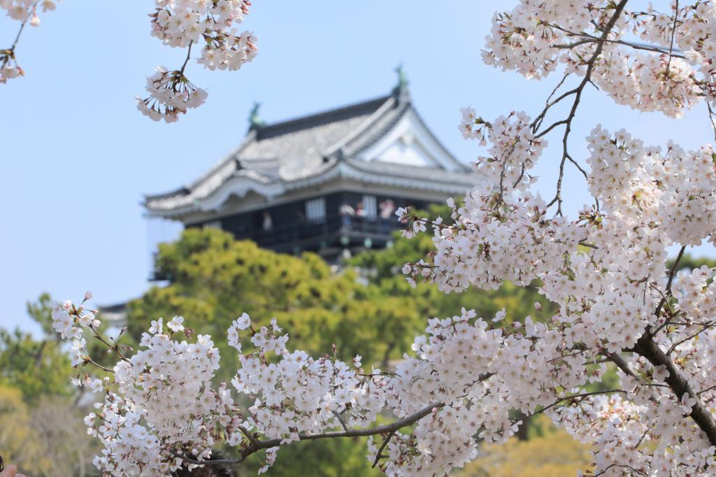 岡崎の桜まつり