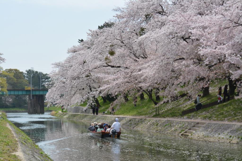 川に映り込む桜も風情があります。