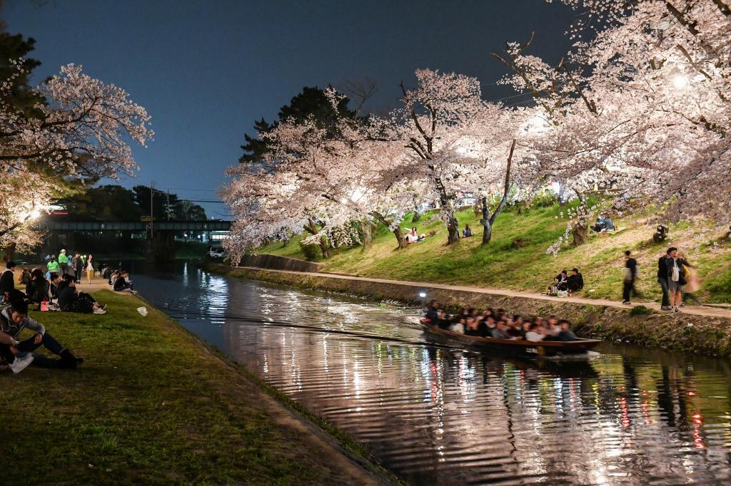 桜まつり 桜まつり 特集 岡崎おでかけナビ 岡崎市観光協会公式サイト