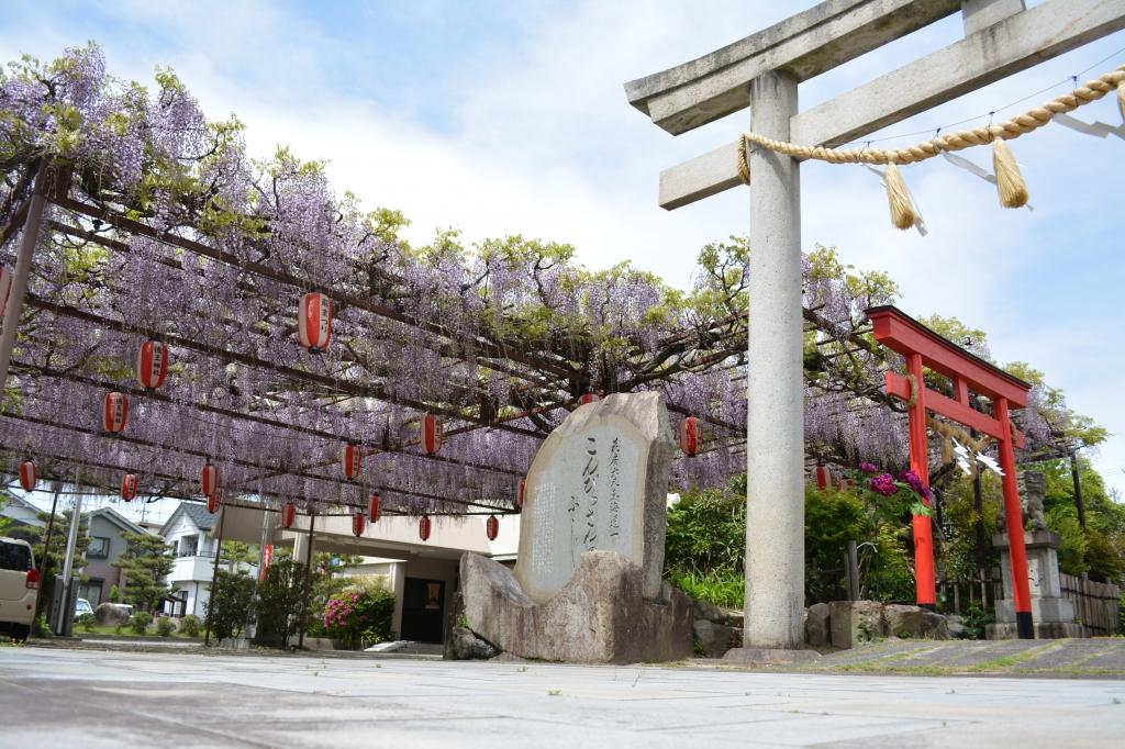 徳王神社は「東海道一の長藤」と言われています。
