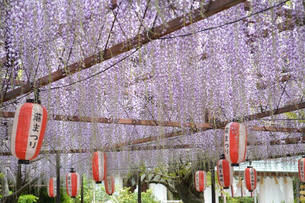 徳王神社も藤まつりを開催！※2024年の開催はありません