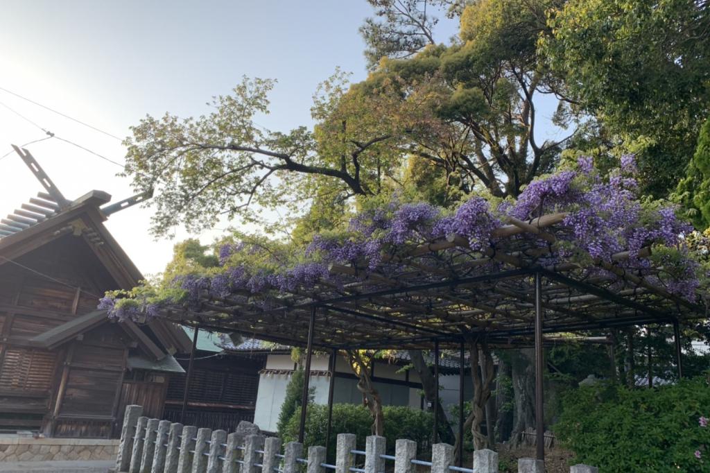 だるま藤と呼ばれる種類で若干早咲き。