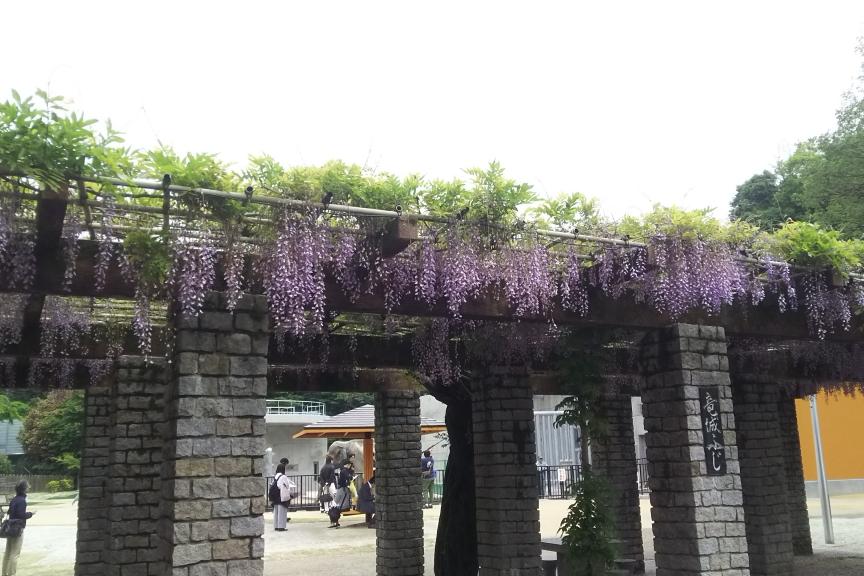 東公園動物園の竜城藤。ゾウ舎の前にあります。