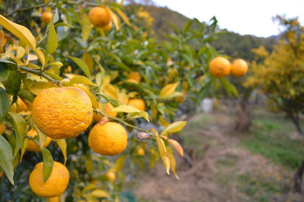 1.カフェ柚子木