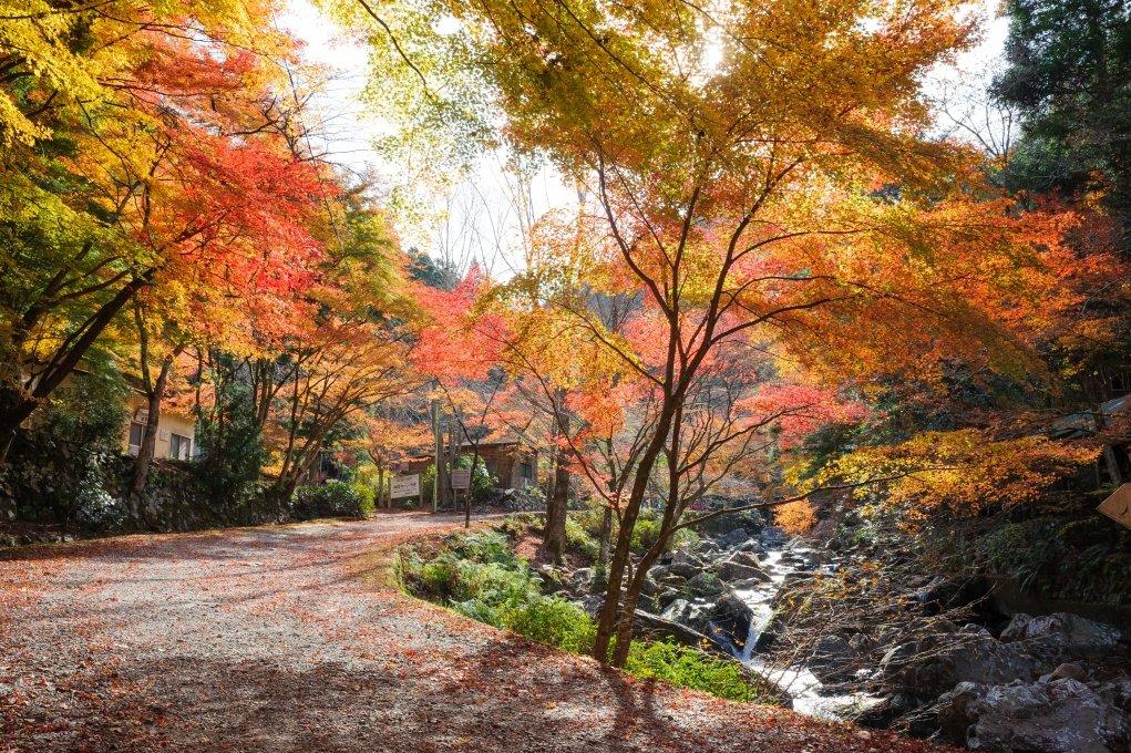 秋到来 紅葉狩りに出かけよう 秋到来 紅葉特集 特集 岡崎おでかけナビ 岡崎市観光協会公式サイト