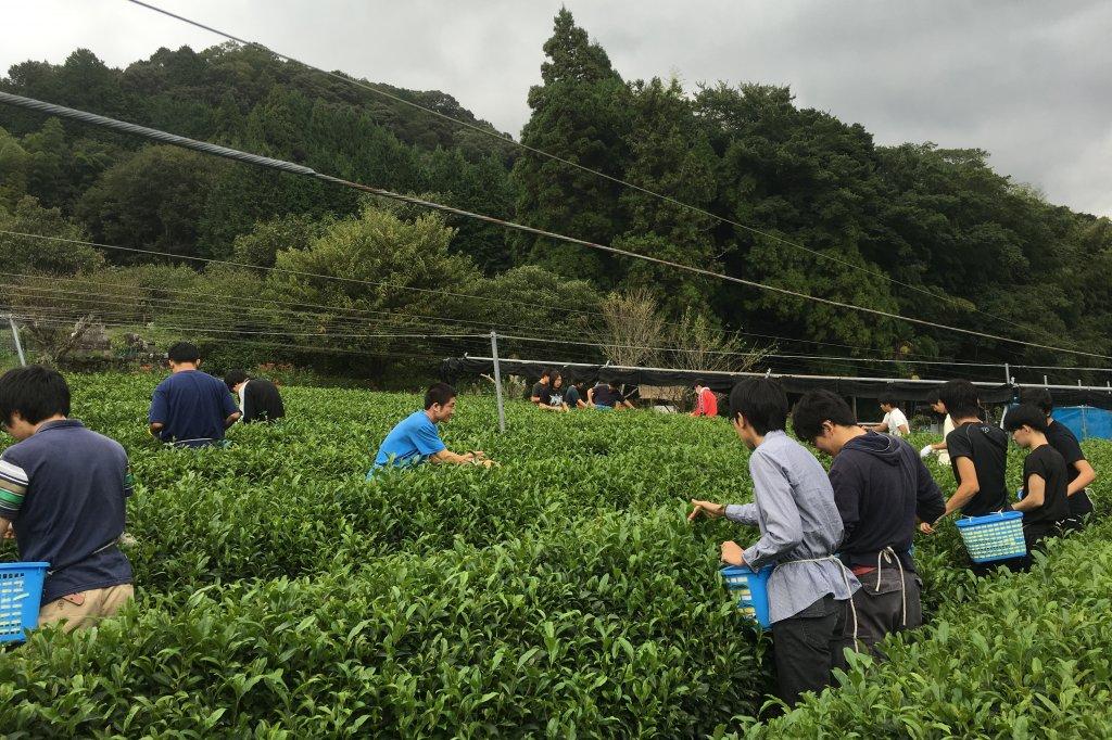 宮ザキ園 お茶積み体験