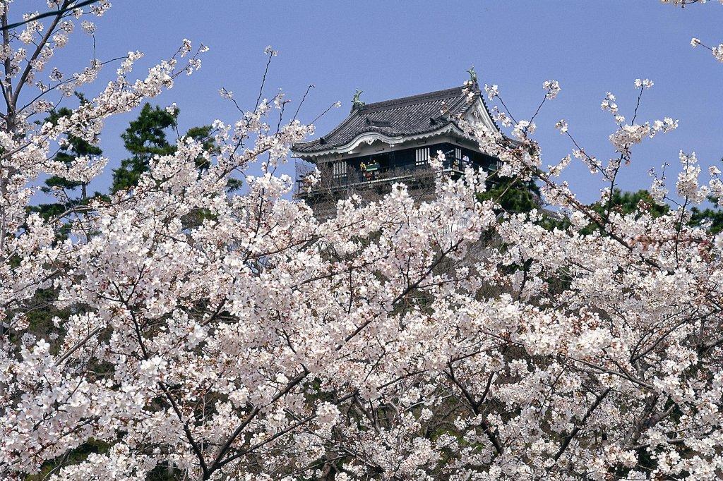 岡崎城と桜