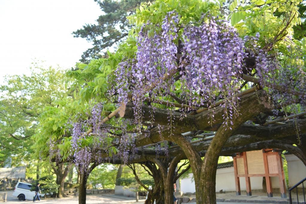 岡崎城の前にも藤があります。