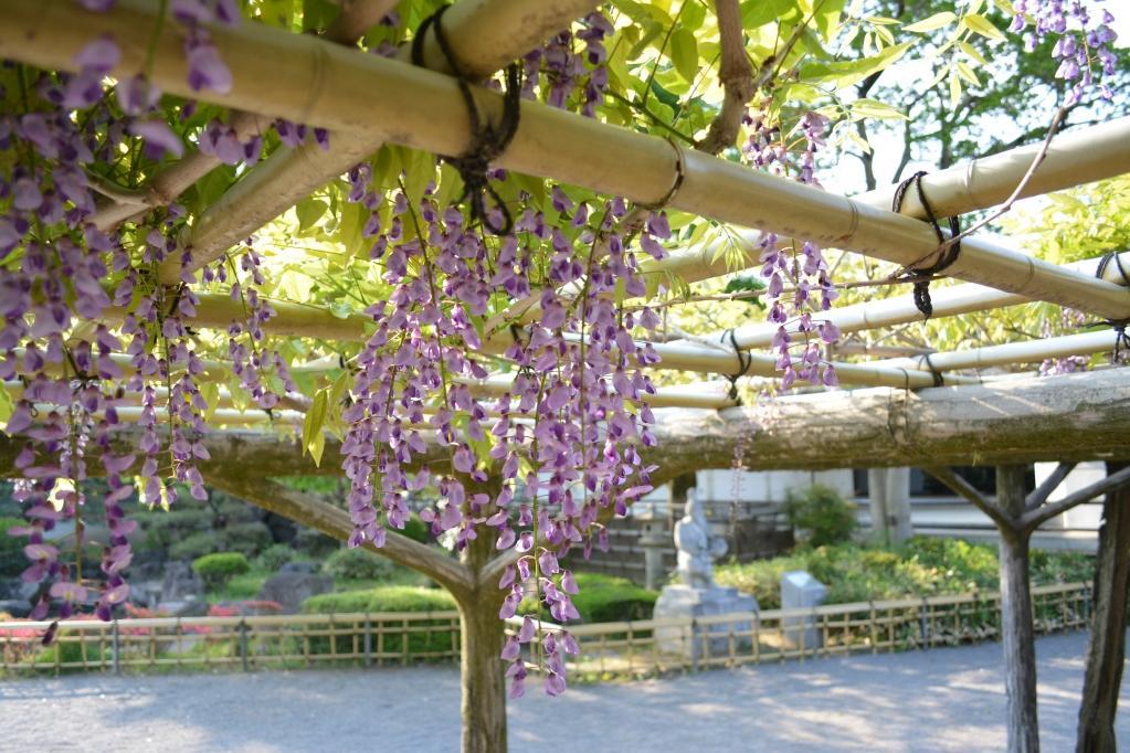 家康館前にも藤があります。