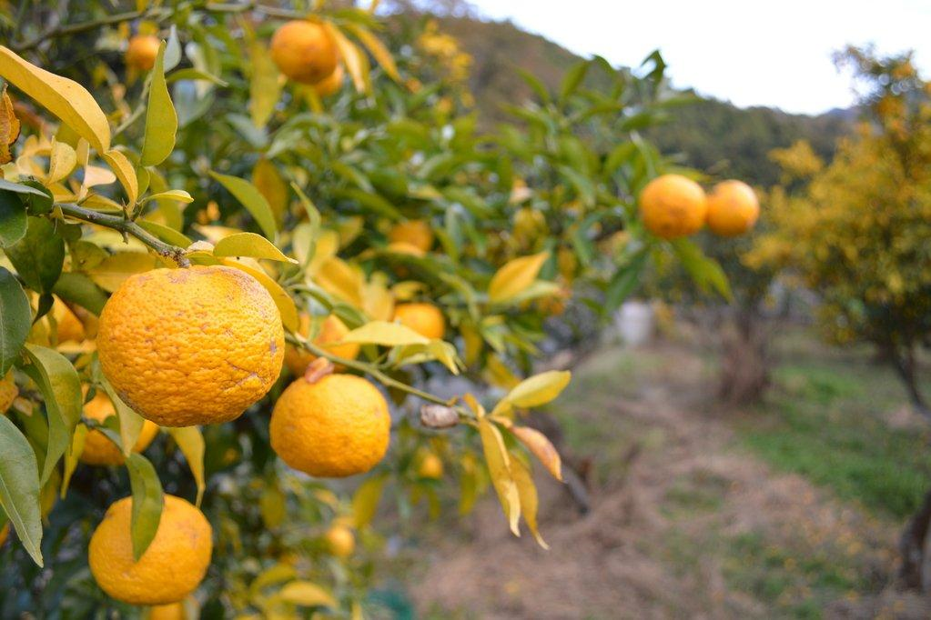 １．カフェ柚子木