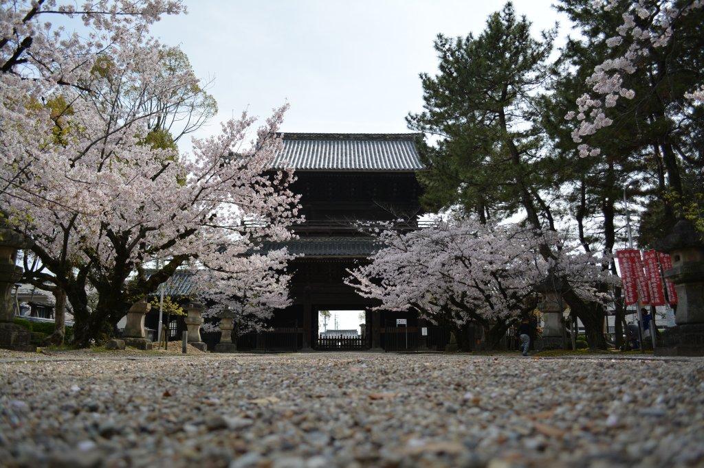 大樹寺三問