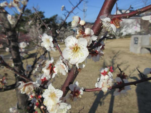 梅の木と、お花がいっぱい 梅花石？ 日本買付 www.fabboya.az