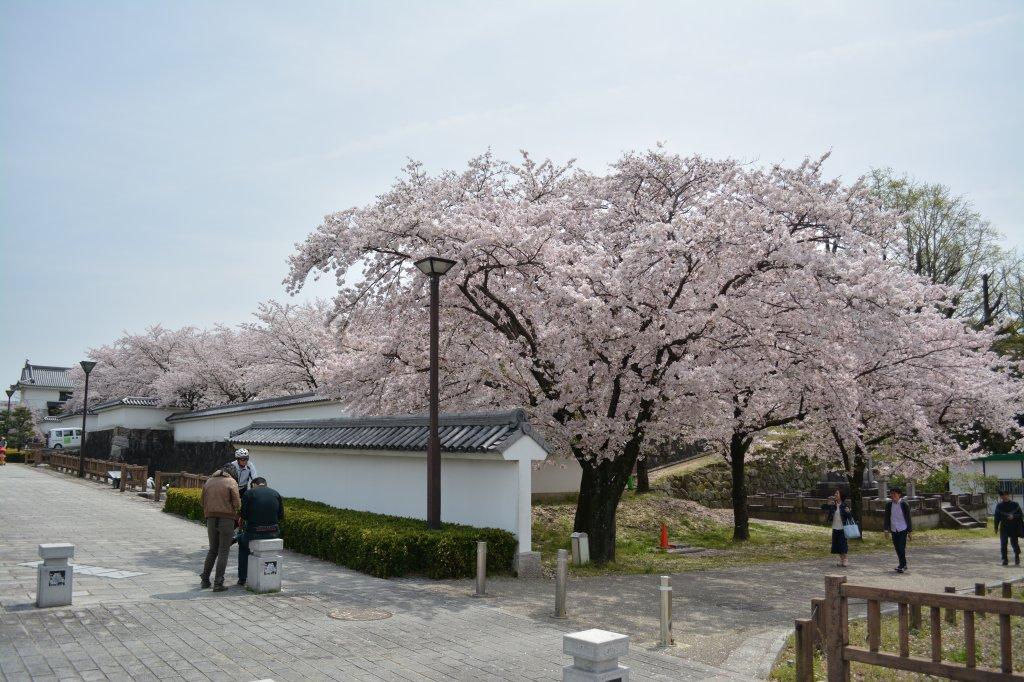 岡崎公園の桜