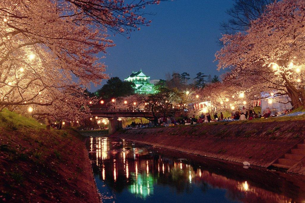 岡崎公園夜桜