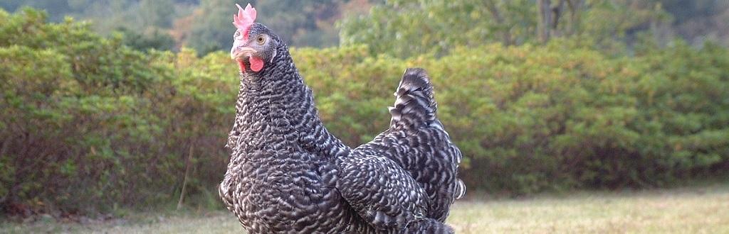 岡崎生まれのブランド鶏 岡崎おうはん 岡崎おうはん特集 特集 岡崎おでかけナビ 岡崎市観光協会公式サイト