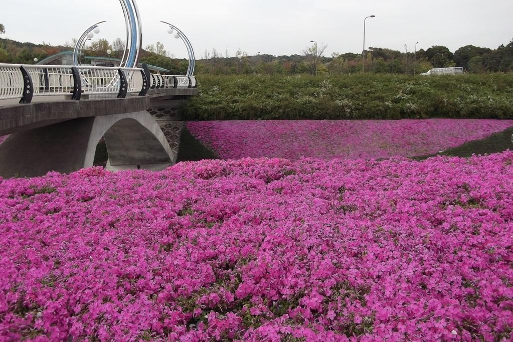 中央総合公園芝桜