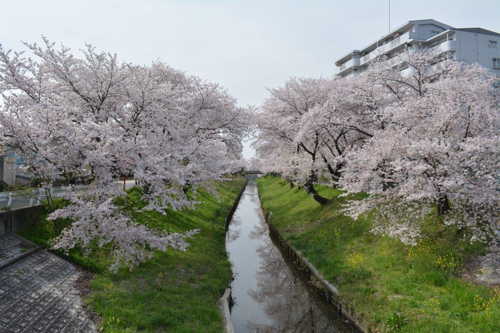 伊賀川桜トンネル