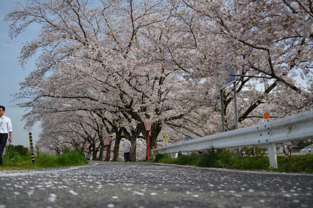 伊賀川桜並木