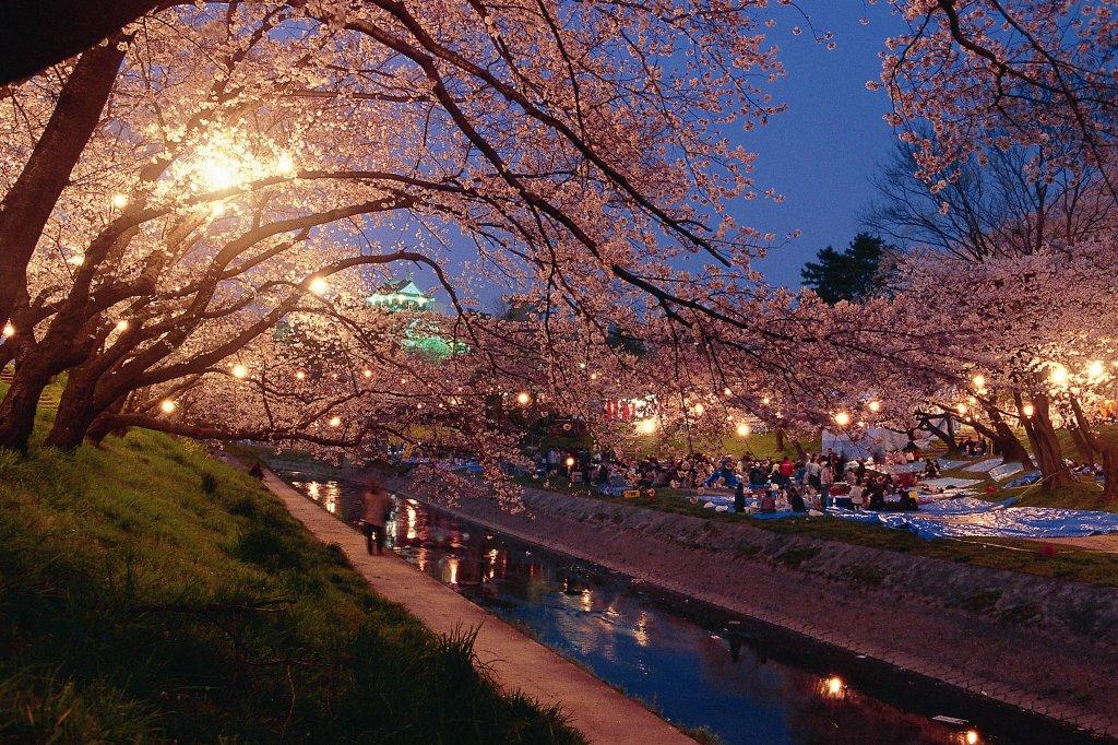 伊賀川桜並木ライトアップ