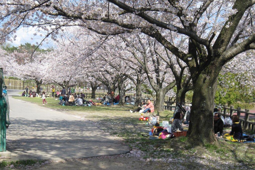 南公園の桜