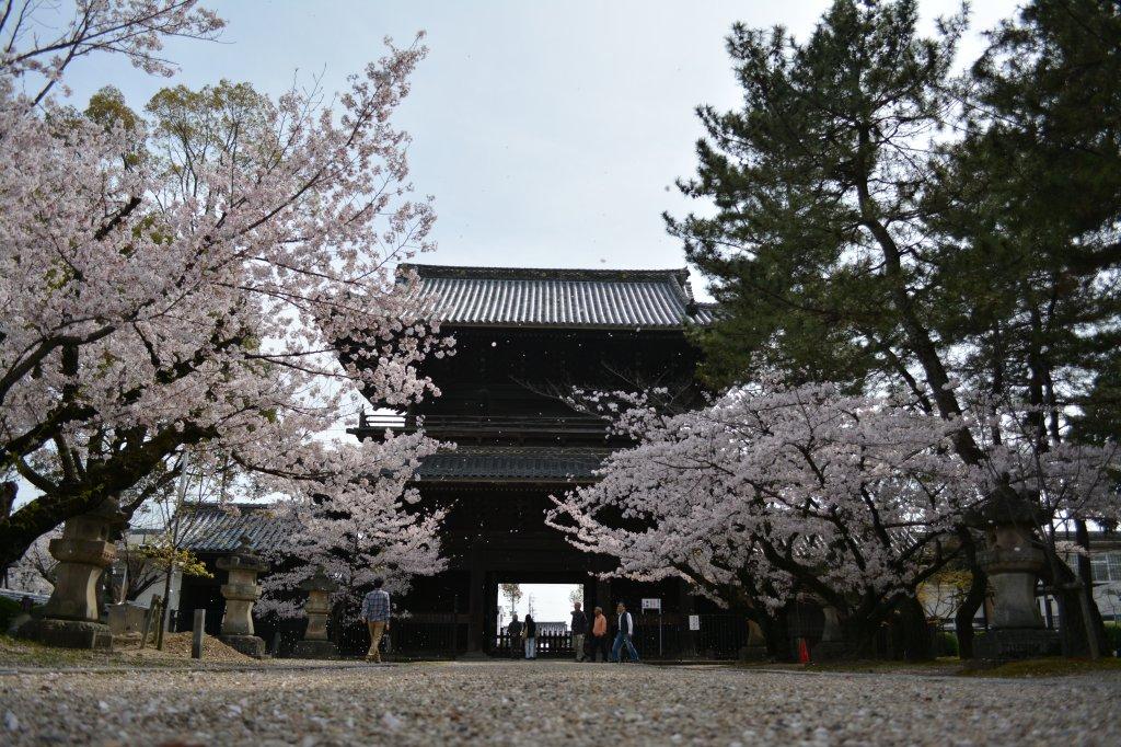 大樹寺の桜