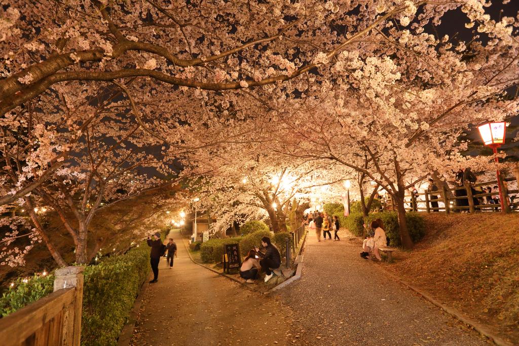 桜まつり 桜まつり 特集 岡崎おでかけナビ 岡崎市観光協会公式サイト