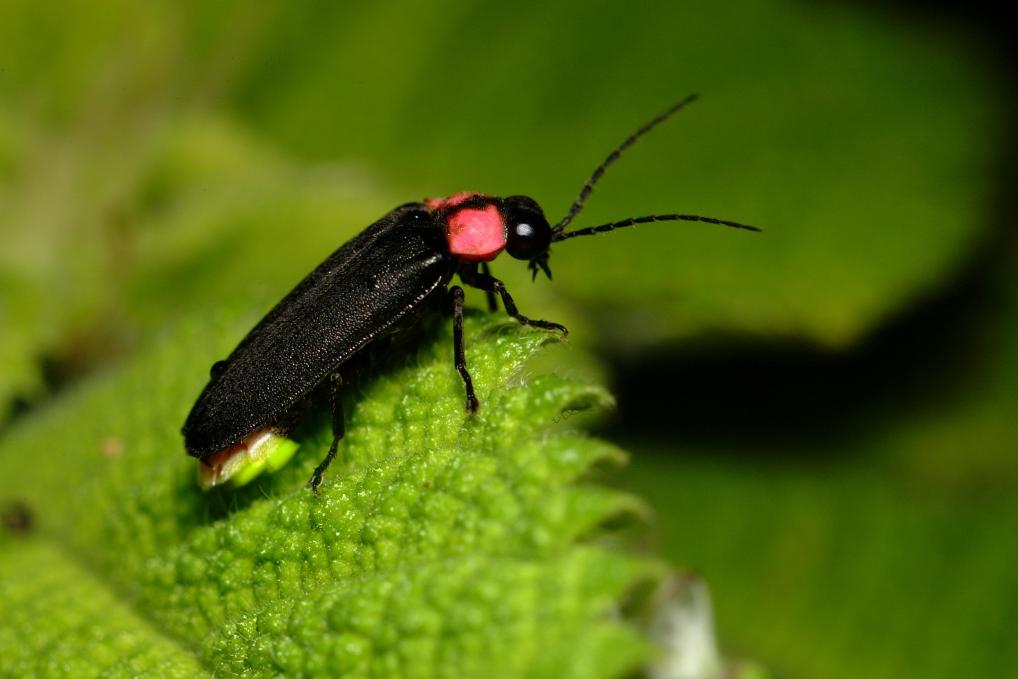 ホタルってどんな生き物 岡崎市ホタル学校 特集 鳥川ホタルの里 水とみどりの森の駅 岡崎おでかけナビ 岡崎市観光協会公式サイト