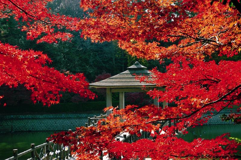 東公園 紅葉2