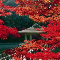 東公園 紅葉2
