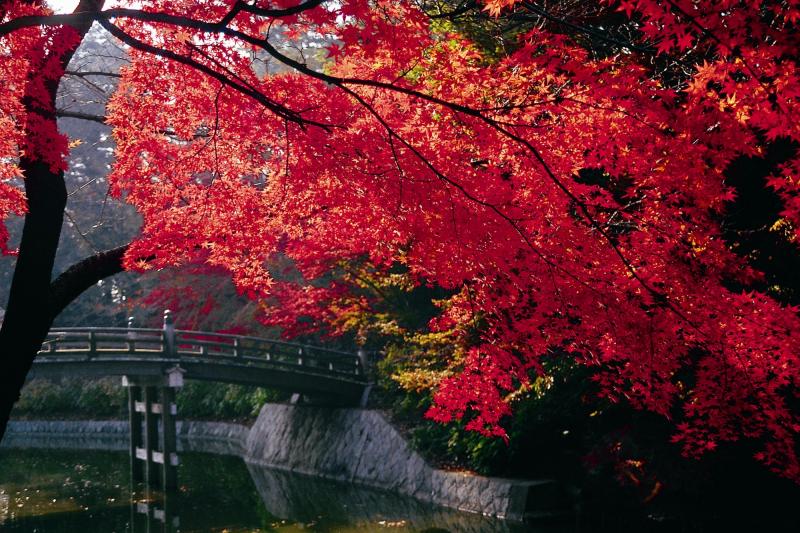 東公園 紅葉3