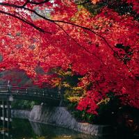 東公園 紅葉3