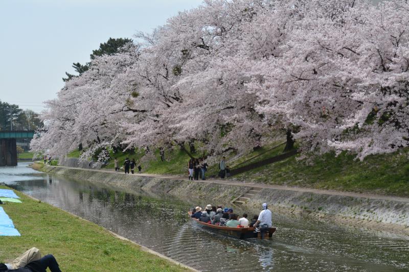 桜まつりと船