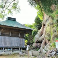 寺野の大楠