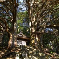 須佐之男神社・切越の夫婦ヒノキ