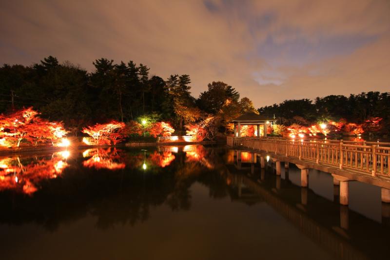 東公園紅葉ライトアップ