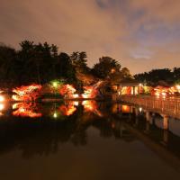 東公園紅葉ライトアップ