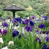 東公園花菖蒲1