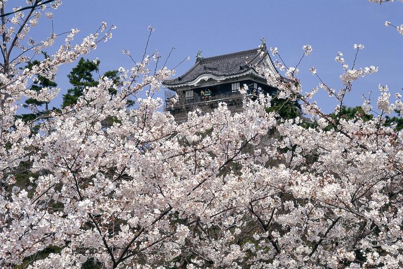 岡崎公園の桜1